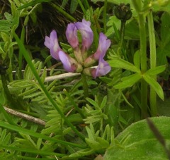 Astragalus danicus