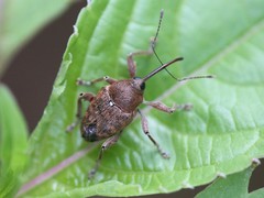 Curculio nucum