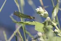 Calopteryx splendens