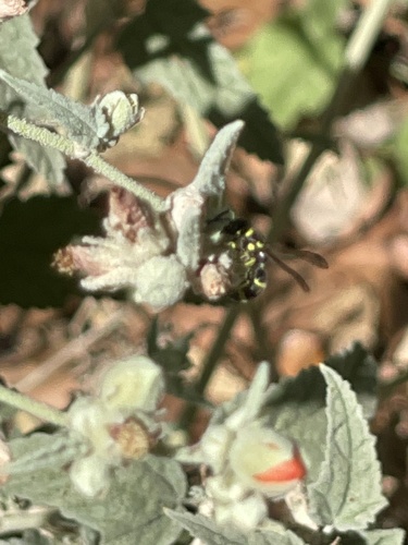 photo of Potter And Mason Wasps (Eumeninae)