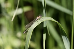 Ischnura elegans