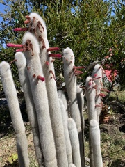 Cleistocactus strausii