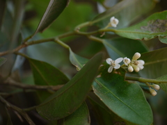 Atalantia racemosa