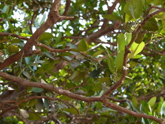 Atalantia racemosa
