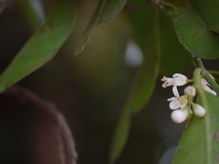 Atalantia racemosa