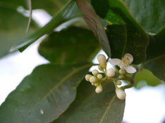 Atalantia racemosa