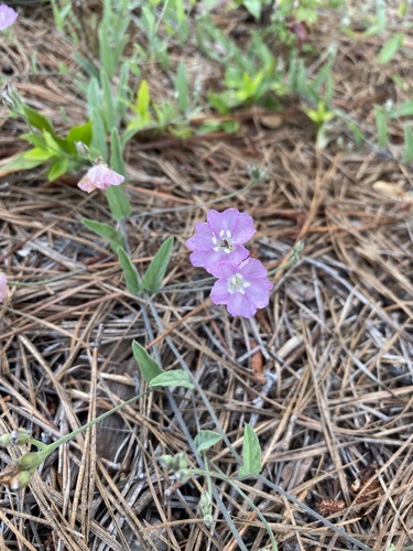 water dawnflower (Stylisma aquatica)