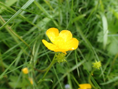 Ranunculus tuberosus