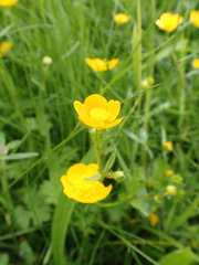 Ranunculus tuberosus