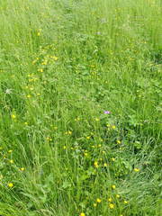 Ranunculus tuberosus