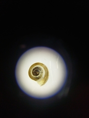 Xerosecta reboudiana