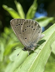 Glaucopsyche lygdamus image