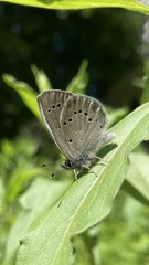 Glaucopsyche lygdamus image