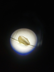 Xerosecta reboudiana