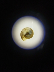 Xerosecta reboudiana