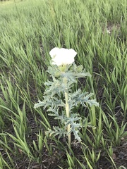 Argemone hispida