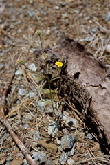 Harmonia doris-nilesiae