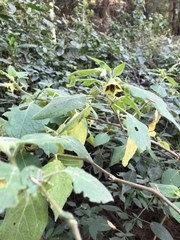 Physalis coztomatl