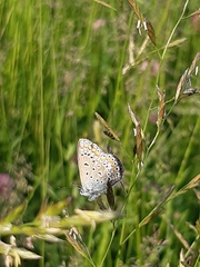 Polyommatus icarus