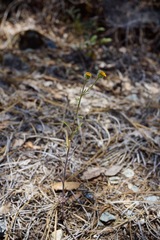 Harmonia doris-nilesiae