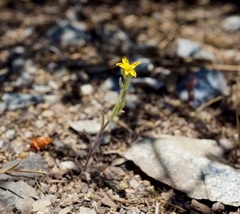 Harmonia doris-nilesiae