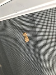 Korscheltellus lupulina