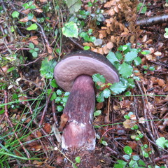 Tylopilus formosus
