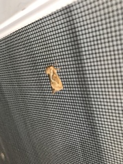 Korscheltellus lupulina