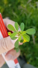 Trifolium dubium
