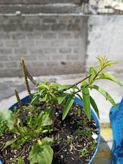 Boehmeria densiflora