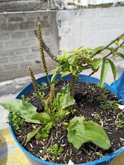 Boehmeria densiflora