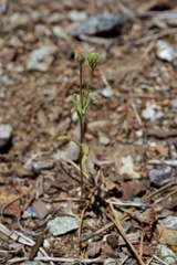 Harmonia doris-nilesiae