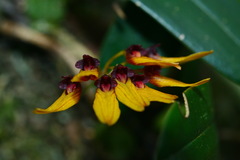 Bulbophyllum retusiusculum