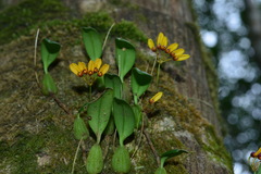 Bulbophyllum retusiusculum