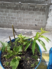 Boehmeria densiflora