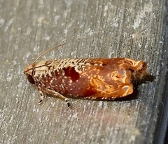 Episimus tyrius