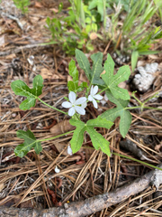 Cnidoscolus stimulosus