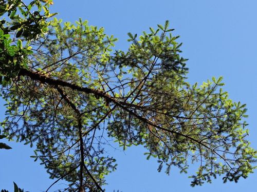 Taiwan spruce (Picea morrisonicola)