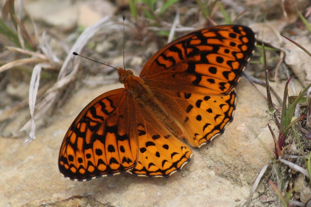Speyeria