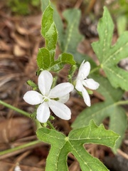 Cnidoscolus stimulosus