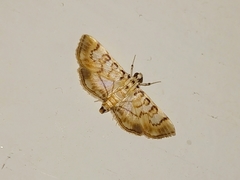 Tabidia aculealis