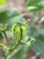 Cnidoscolus stimulosus