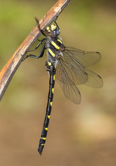 Cordulegaster dorsalis