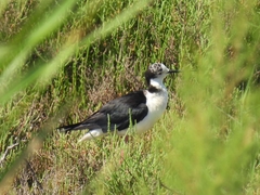 Himantopus himantopus