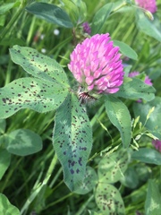 Trifolium pratense