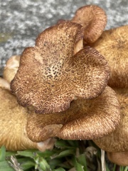 Desarmillaria caespitosa