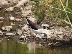 Himantopus himantopus