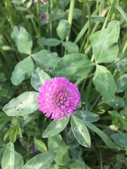 Trifolium pratense