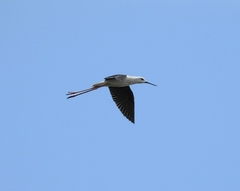 Himantopus himantopus