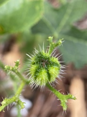 Cnidoscolus stimulosus